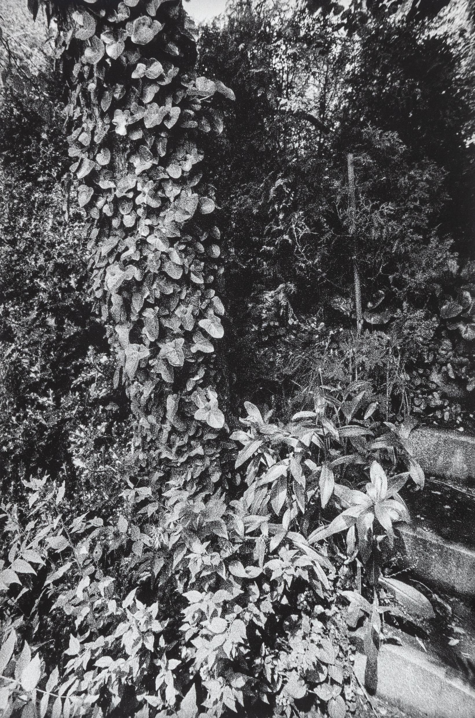 In Altenbourgs Garten III - Ulrich Lindner 