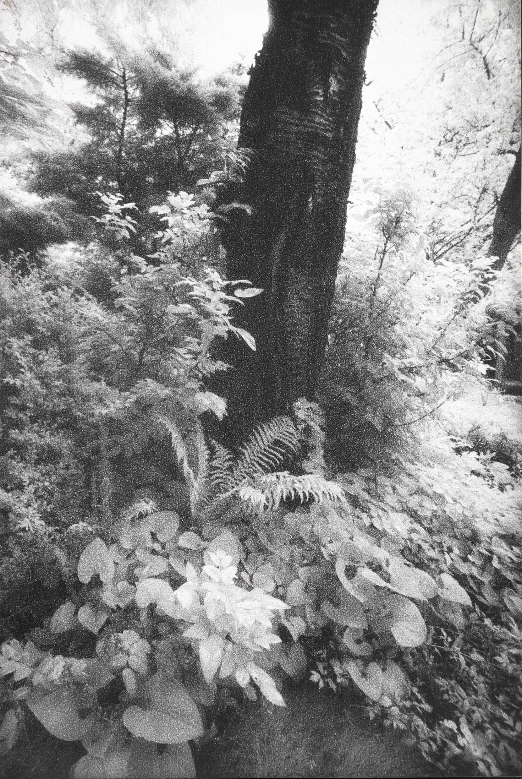 In Altenbourgs Garten VIII - Ulrich Lindner 
